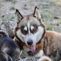 Sami  - Siberian Husky