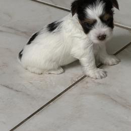 Dahlia AKC - Chocolate, tan and white female Yorkshire Terrier puppy in Labelle, Florida from Chocolate and Parti Yorkies in Florida