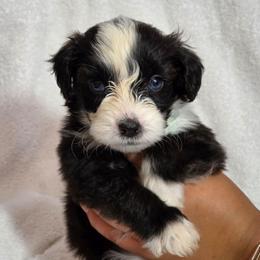 Mojito - Black tri-color female Aussiedoodle puppy in Lithia, Florida from Waterford Doodle Farm