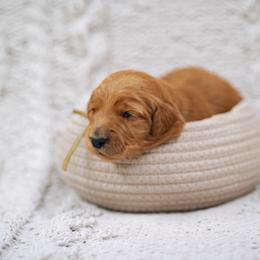 Teal collar girl - Moana - Red  female Goldendoodle puppy in Duncan, South Carolina from Abner Creek Poodles & Doodles