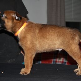 Belgian Malinois Puppies from Pyrex Kennels