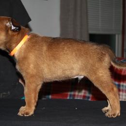 Belgian Malinois Puppies from Pyrex Kennels