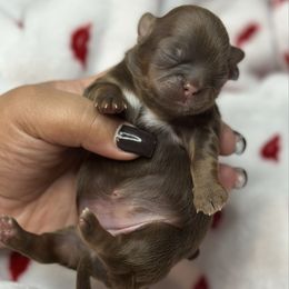 Akc martini - Chocolate and tan female Shih Tzu puppy in Roseville, Michigan from Diamond Paws LLC