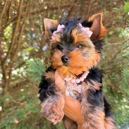 Lady - Black and tan female Yorkshire Terrier puppy in Georgia from Nalley Kennels