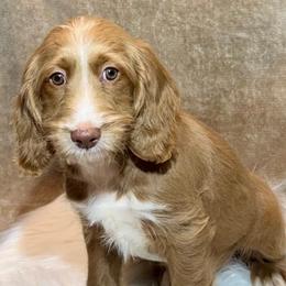 Blitzen - Caramel male Australian Labradoodle puppy in Harrisonville, Missouri from Blessed Day Doodles