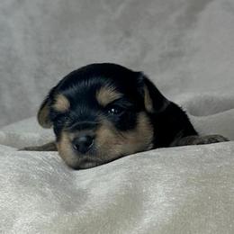 Fozzie - Black and tan male Yorkshire Terrier puppy in Goode, Virginia from Glass Hill Yorkies