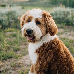 Aussiedoodle and Miniature Australian Shepherd All Grown Up from Little Puppy Co.