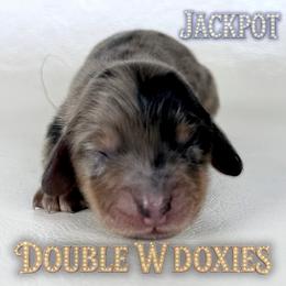 JACKPOT - Dapple male Dachshund puppy in Alto, Texas from Double W Doxies