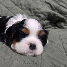 Graham - Brown - Tri-color male Cavalier King Charles Spaniel puppy in Pickens, South Carolina from Beloved Bichon
