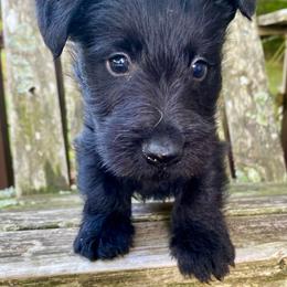 Birch (Orange) - Black male Scottish Terrier puppy in Jefferson, North Carolina from McGuire’s High Country Terriers