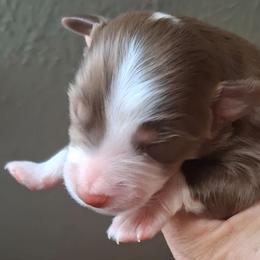 Declan - Red tri male Miniature Australian Shepherd puppy in Copperas Cove, Texas from Aussies Acre