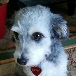 Lola - Aussiedoodle