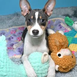 Elara...Tri blue female - Blue cream and white female Basenji puppy in Eugene, Oregon from Basenji Puppies