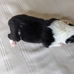 Border Collie Puppies from Sarah M Kwilinski