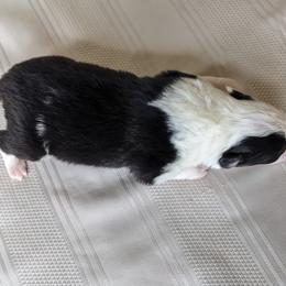 Border Collie Puppies from Sarah M Kwilinski