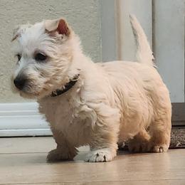 Scottish Terrier Puppies from Duran's Scotties