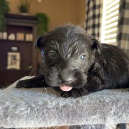 Scottish Terrier Puppies from Oodles of Cuties!