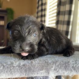 Scottish Terrier Puppies from Oodles of Cuties!