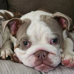 Bulldogs from Copsey's Bulldogs