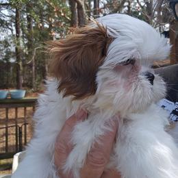Sammy 1st born - Sable and white male Shih Tzu puppy in Havelock, North Carolina from Sugar Paws Heavenly Shih Tzu’s
