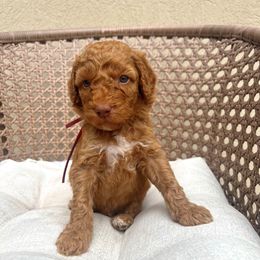 Ford - Red  male Poodle puppy in Tucson, Arizona from Desert Doodles + Poodles