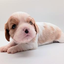 Cherry - Blenheim female Cavalier King Charles Spaniel puppy in Dallas, Texas from Holliday Cavalier King Charles Spaniels