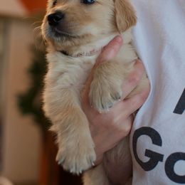 Golden Retriever Puppies from Dani’s Dawgs