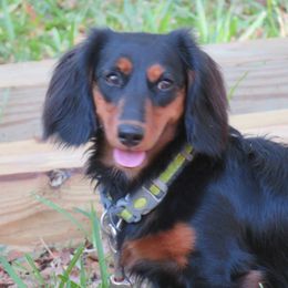 Dede - Dachshund