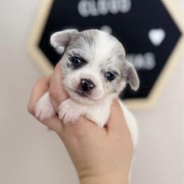Eddie - Merle male Chihuahua puppy in Harrison, Michigan from Cloud9 Chihuahuas