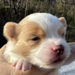 Amelia (Girl 2) - white and lemon female Companion Cross puppy in Rocky Top, Tennessee from WayMakers Papillons & Poodles