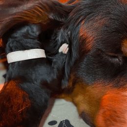 Bernedoodles and Poodles from Pupkin Patch Puppies