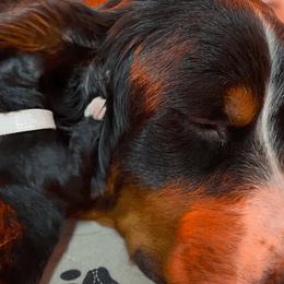 Bernedoodles and Poodles from Pupkin Patch Puppies