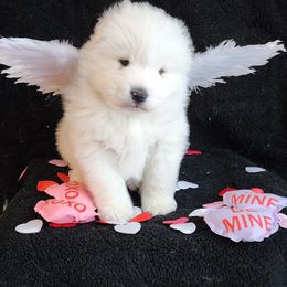 Samoyed Puppies from Limelight Samoyeds