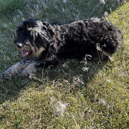 Nya - Aussiedoodle