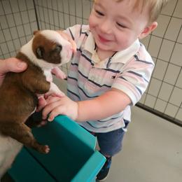 Girl 1 - Brown brindle female American Staffordshire Terrier puppy in Springfield, Illinois from Prairieland Kennels
