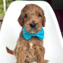 Griffin - Apricot male Goldendoodle puppy in Mount Pleasant, Tennessee from Doodle My Heart