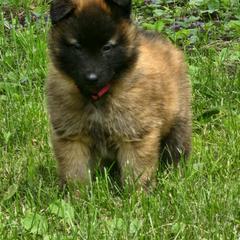 Belgian Tervuren Puppies from Kismet Belgian Tervuren's  owner Angela Ernst