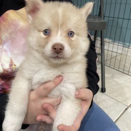 Pomsky Puppies from Urban Sky Kennel
