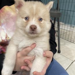 Pomsky Puppies from Urban Sky Kennel