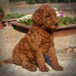 Orange Collar Girl - Red  female Poodle puppy in Modesto, California from Dry Creek Poodles