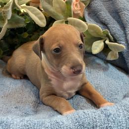 Boy 5 - Blue fawn male Italian Greyhound puppy in North Carolina from Celtic Sighthounds