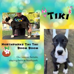 Girl 2 - Mantle female Great Dane puppy in Lake View, New York from North Park Great Danes
