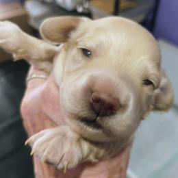 Eve - Cream female Dachshund puppy in Pueblo, Colorado from Bianka's Dackels