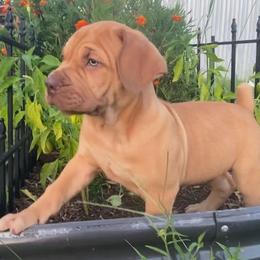 Captain Hook - blue collar Liver nose boy - Fawn male Boerboel puppy in Navasota, Texas from Silverthorne Boerboels