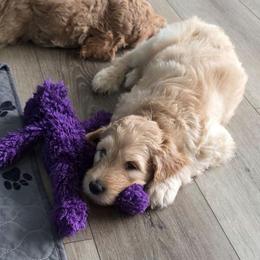 Star - Apricot female Goldendoodle puppy in Summerfield, North Carolina from Lila's Teddybear Goldendoodles