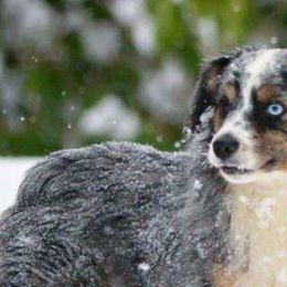 Miniature American Shepherds from Flying with AKC Mini Aussies