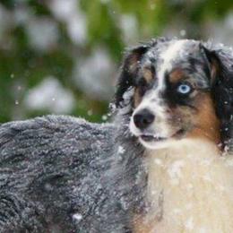 Miniature American Shepherds from Flying with AKC Mini Aussies