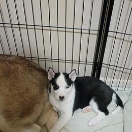 Siberian Husky Puppies from Johnson huskies