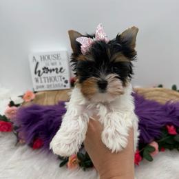 Quincy - Parti female Yorkshire Terrier puppy in Benton, Illinois from Furry Tailz Yorkies