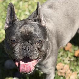 Companion Crosses and French Bulldogs from Bailey Family Frenchies